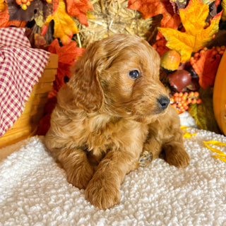 Aspen - Available 11/5
