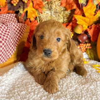 Aspen - Available 11/5