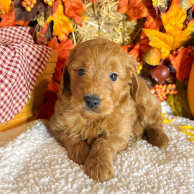Aspen - Available 11/5