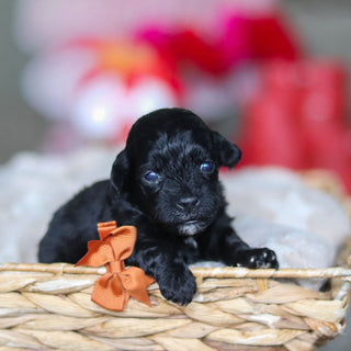 Grady - Available 3/19