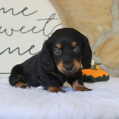 Butch - Available 10/15