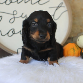 Butch - Available Now
