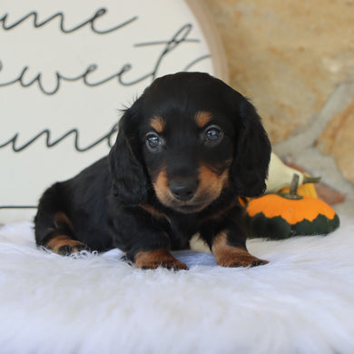 Butch - Available 10/15