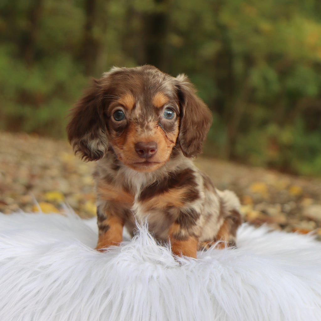 Robin - Available 10/22