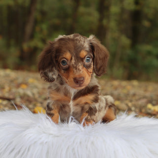 Robin - Available 10/22