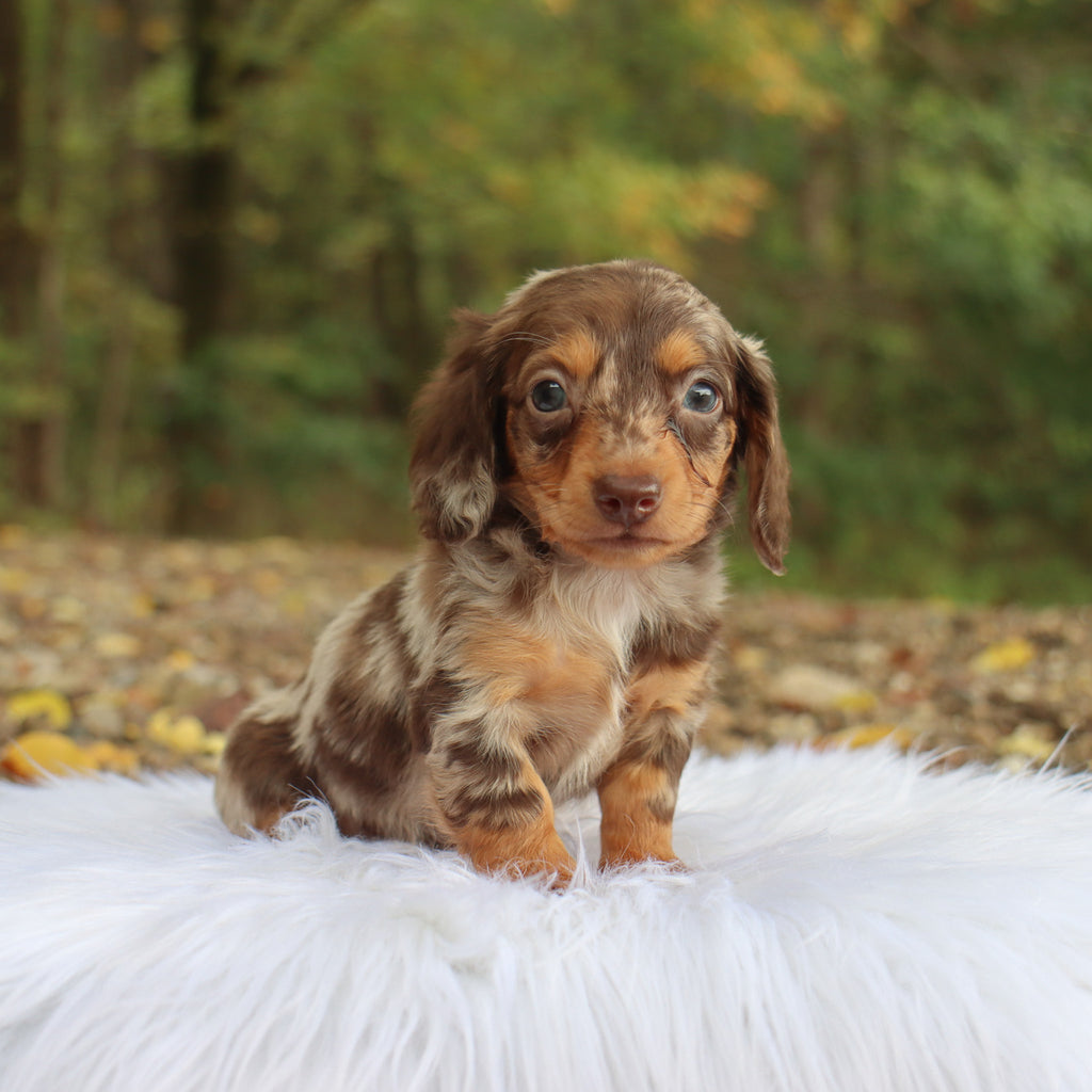 Robin - Available 10/22