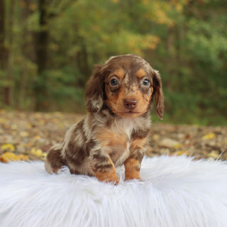 Robin - Available 10/22