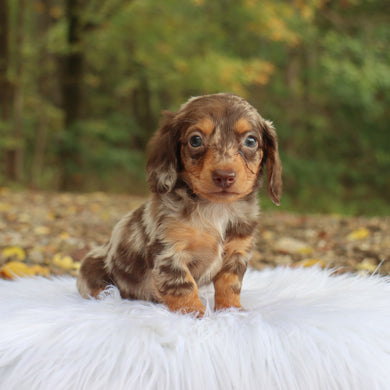 Robin - Available 10/22