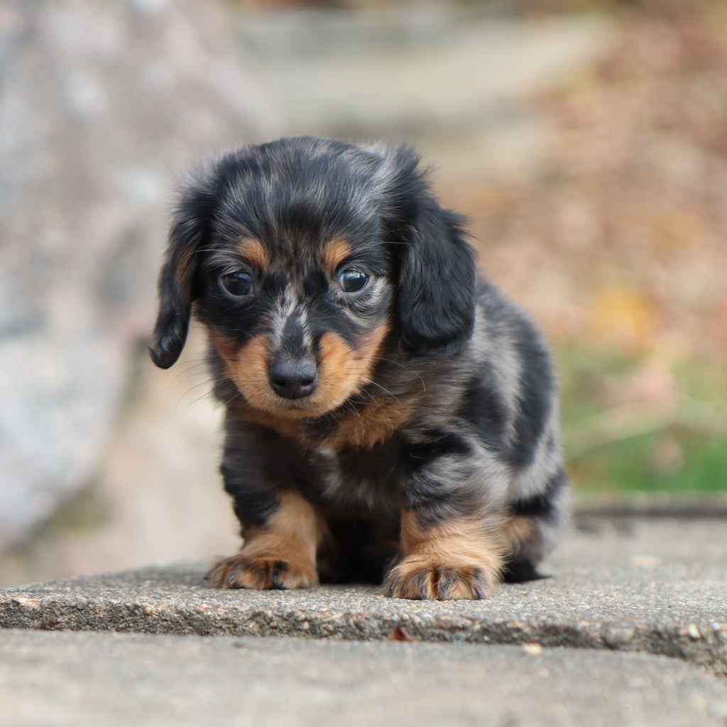 Quinn - Available 11/19