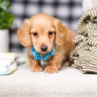 Luca - Available 3/5