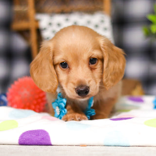 Luca - Available 3/5