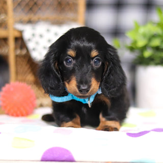 Oakley - Available 3/5