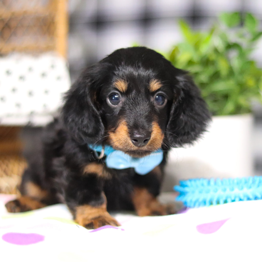 Oakley - Available 3/5