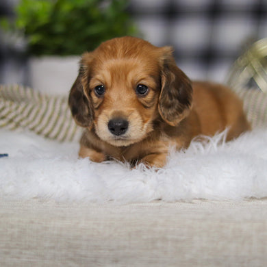 Glen - Available 3/19