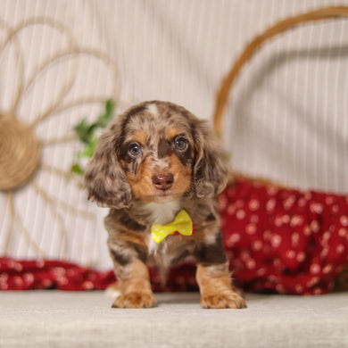 Jude - Available Now