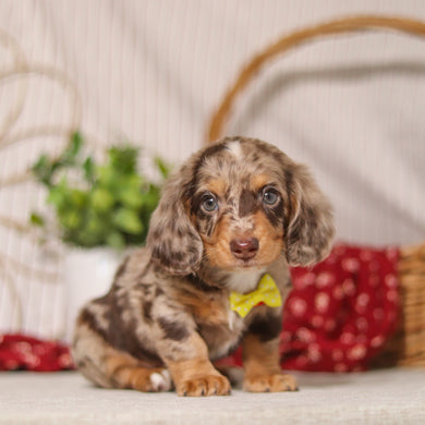 Jude - Available Now