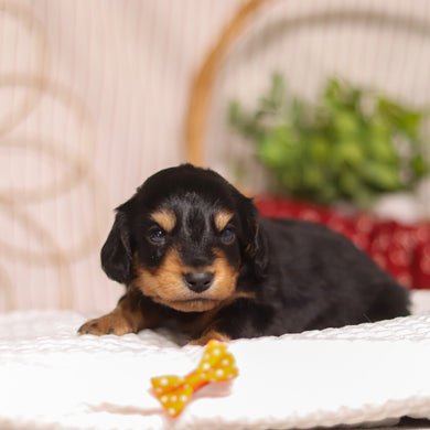 Cotton - Available 4/23