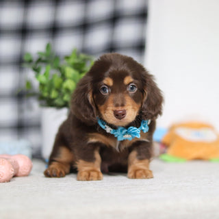 Asher - Available Now