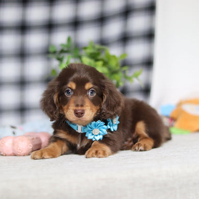 Asher - Available 5/7
