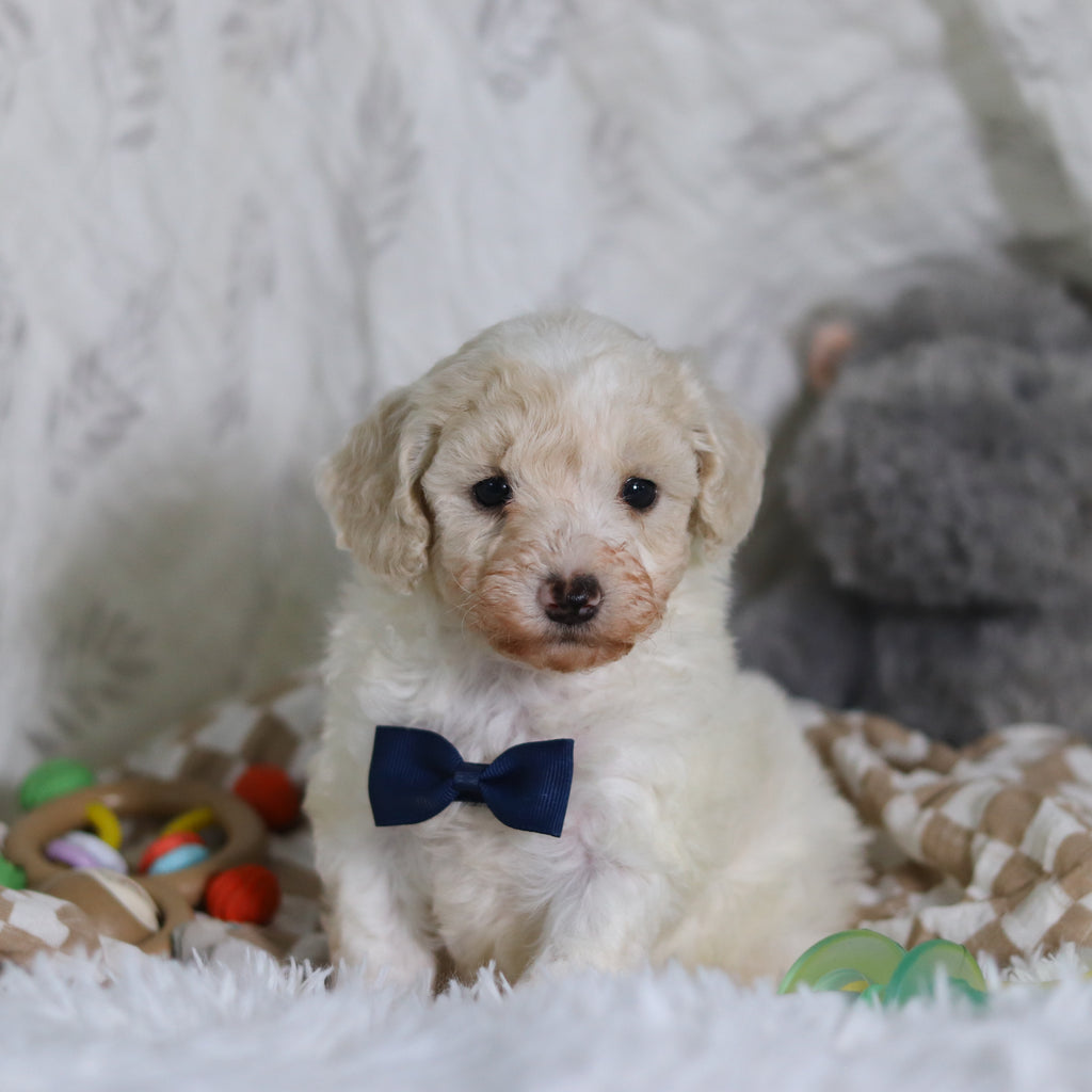 Johnny - Available 3/12