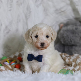 Johnny - Available 3/12