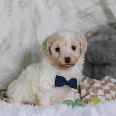 Johnny - Available 3/12