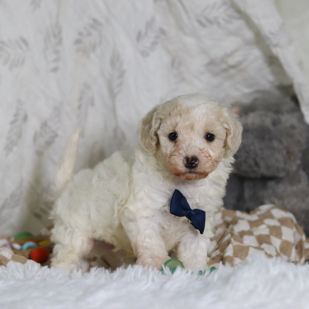 Johnny - Available 3/12