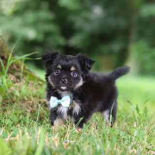 Quigley - Available 7/23
