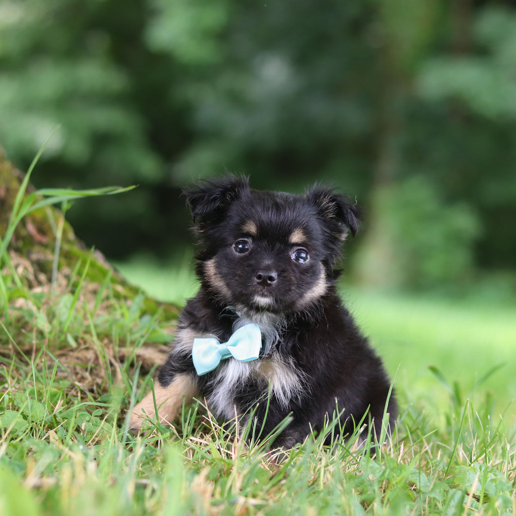 Quigley - Available 7/23