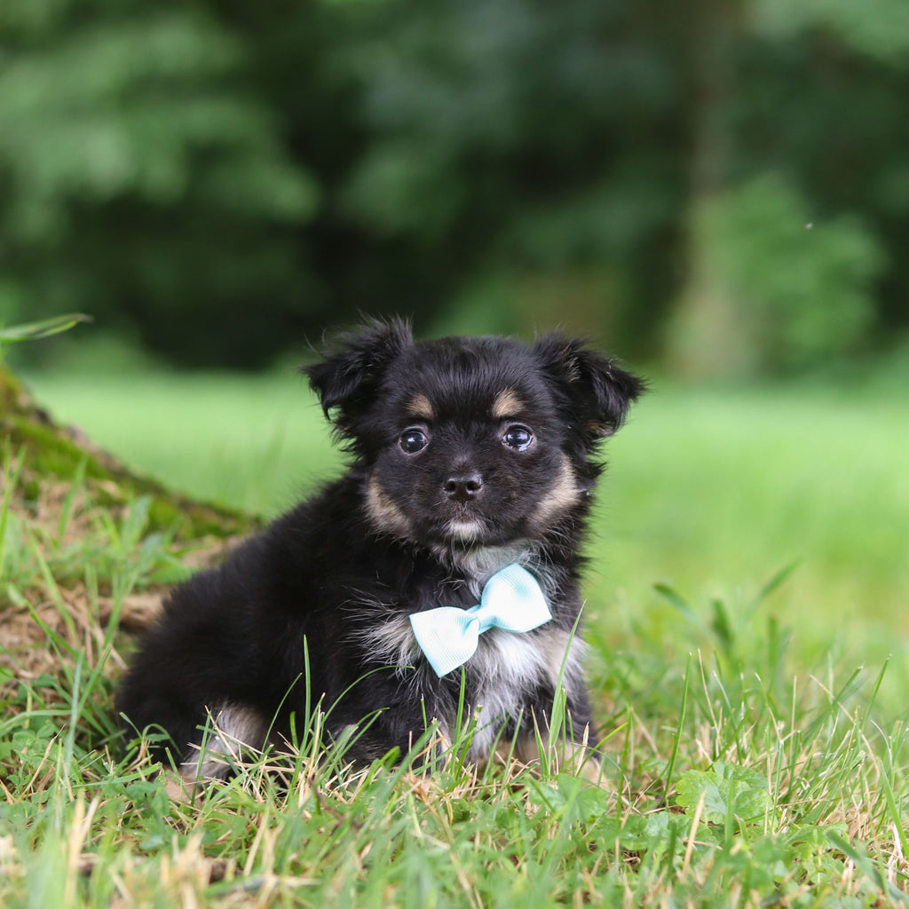 Quigley - Available 7/23