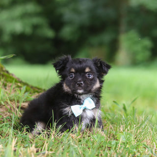 Quigley - Available 7/23