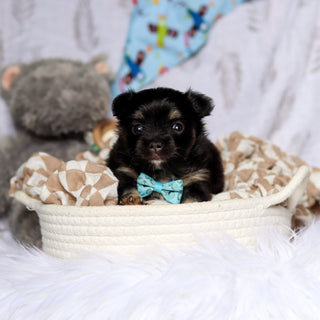 Quigley - Available 7/23