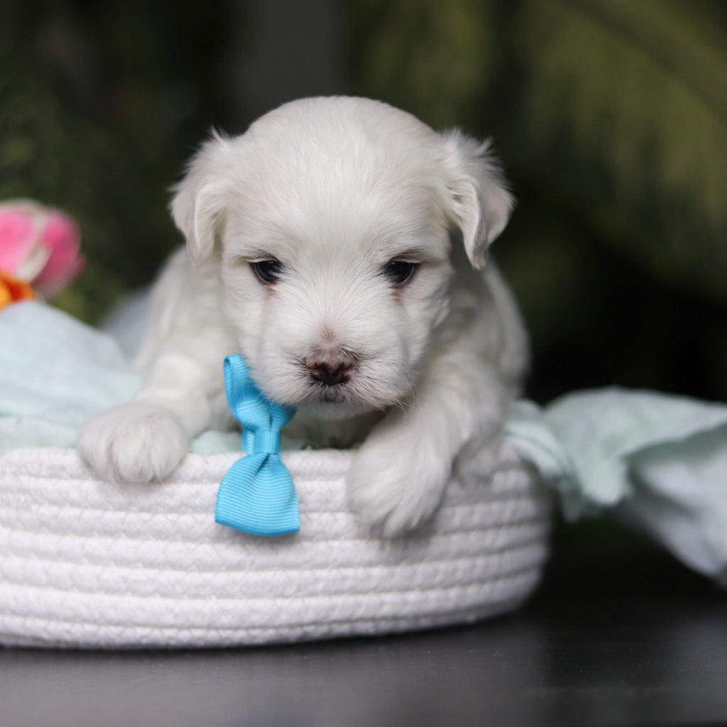 Howie - Available 5/14