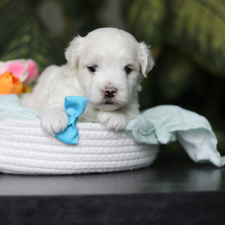 Howie - Available 5/14