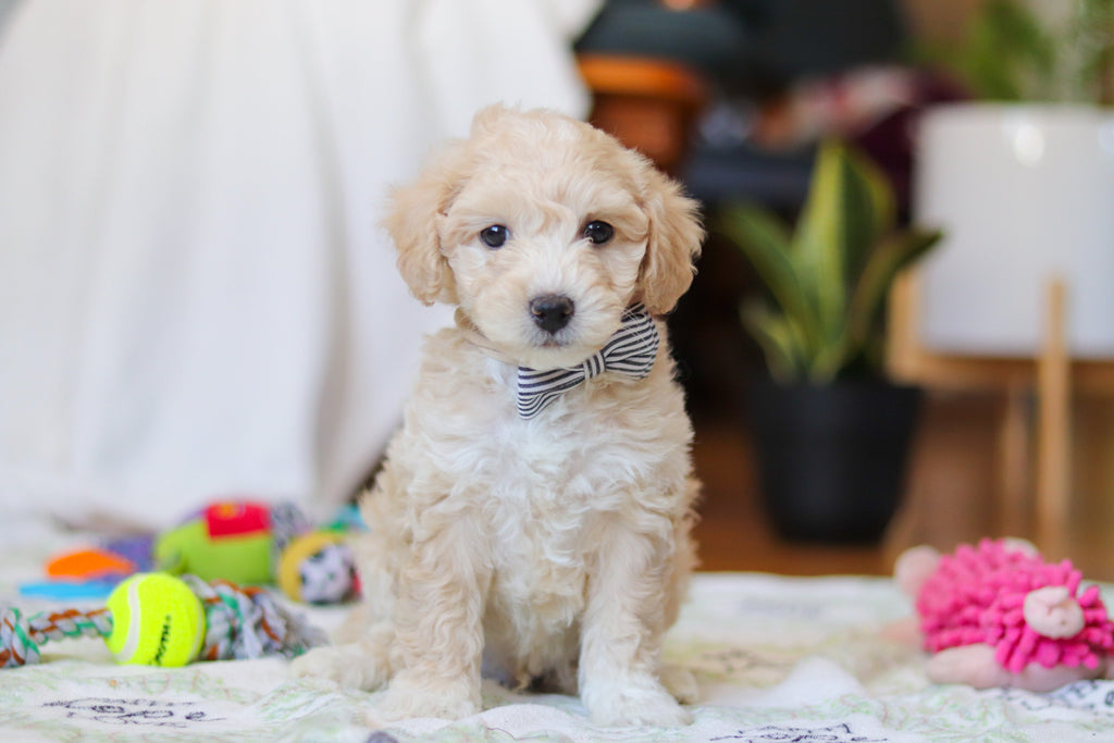 Weston - Available Now