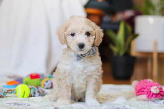 Weston - Available Now