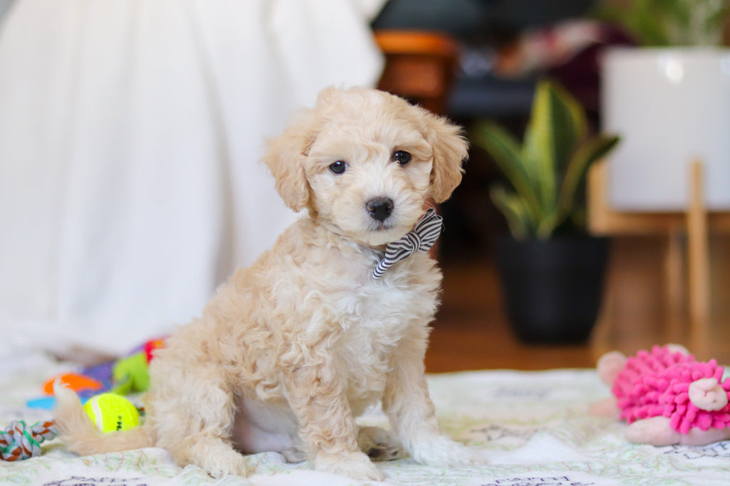 Weston - Available Now