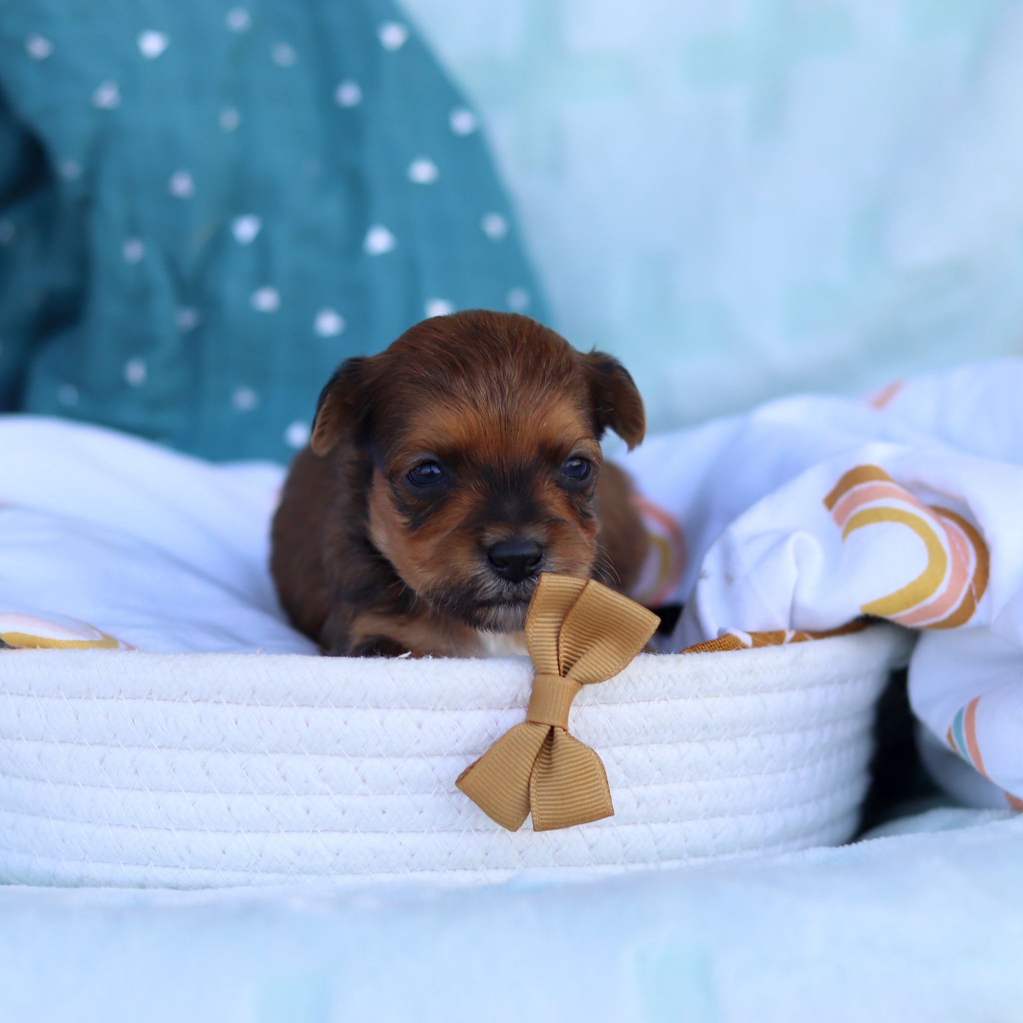 Paxton All Puppies for sale Happytail Puppies