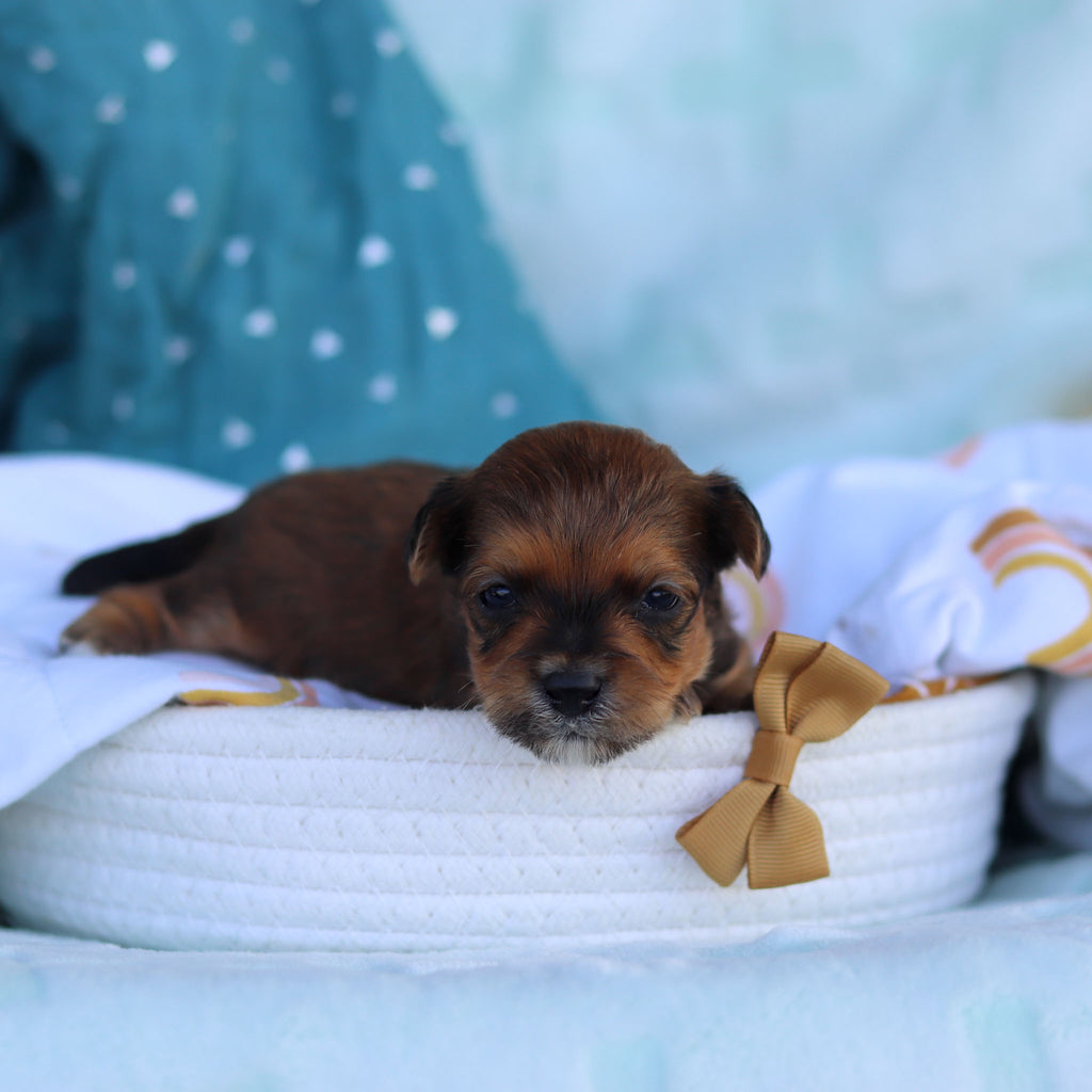 Paxton All Puppies for sale Happytail Puppies