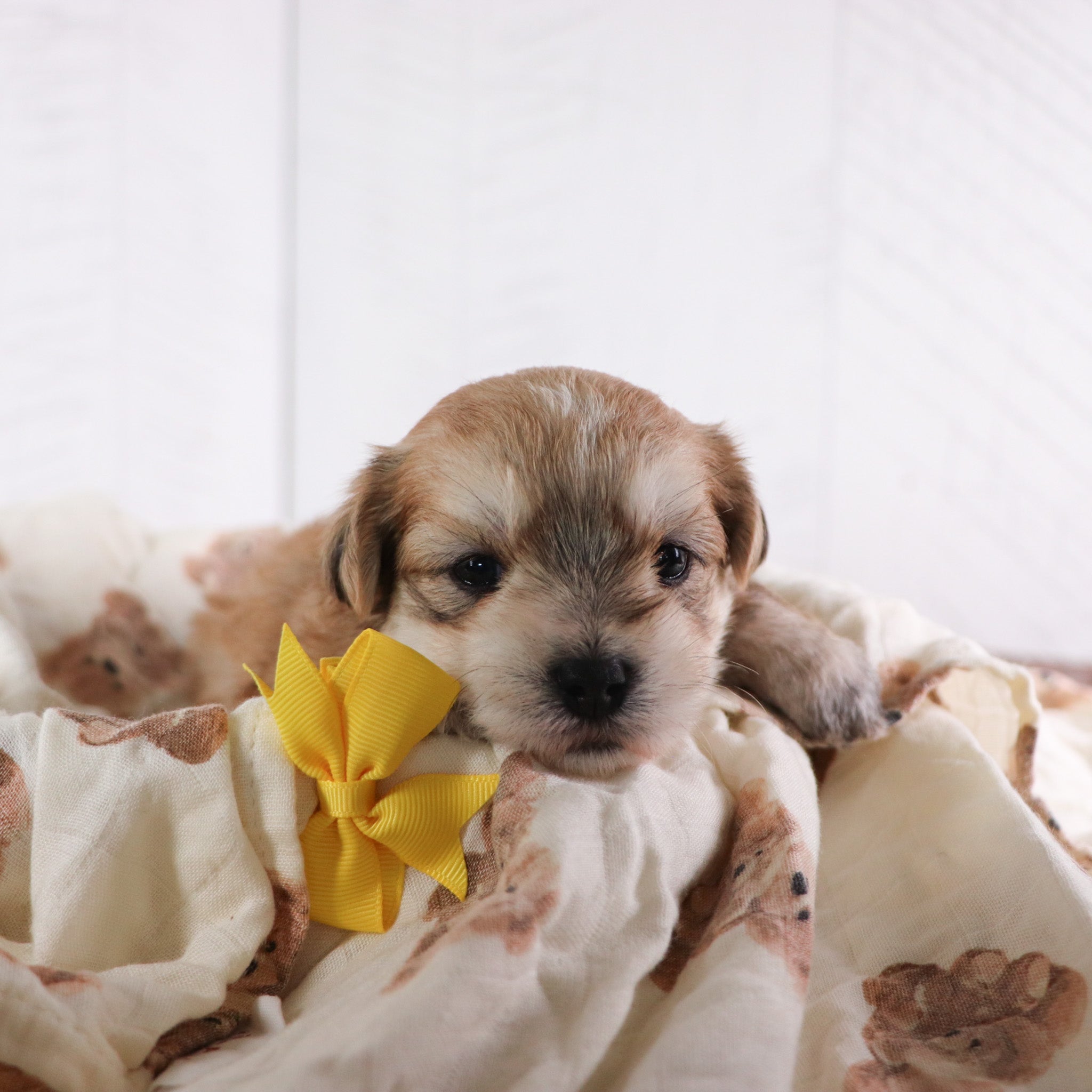 puppies for sale in columbus