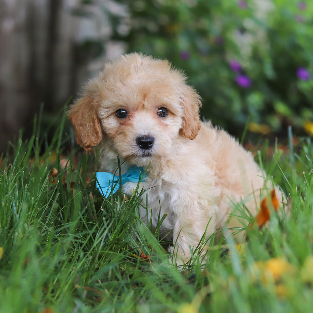 Dax - Available 6/11
