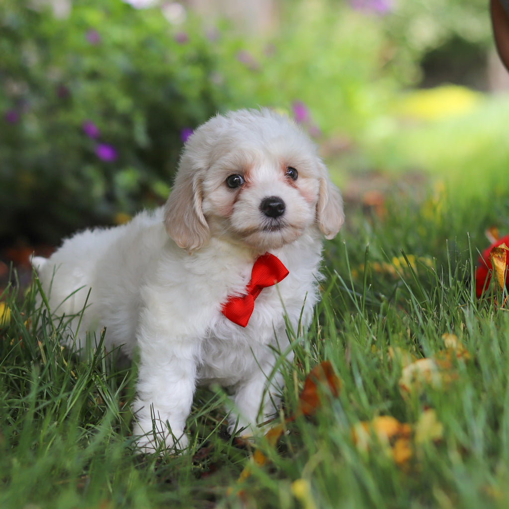 Denali - Available 6/11