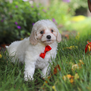 Denali - Available 6/11