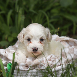 Denali - Available 6/11