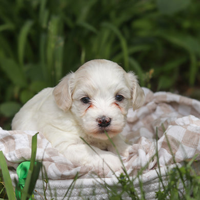 Denali - Available 6/11