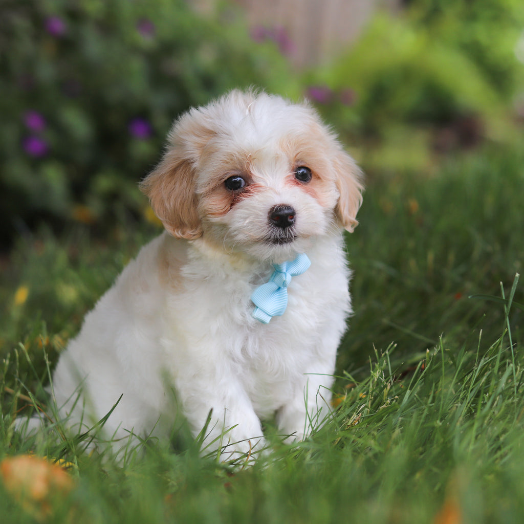 Darwin - Available 6/11