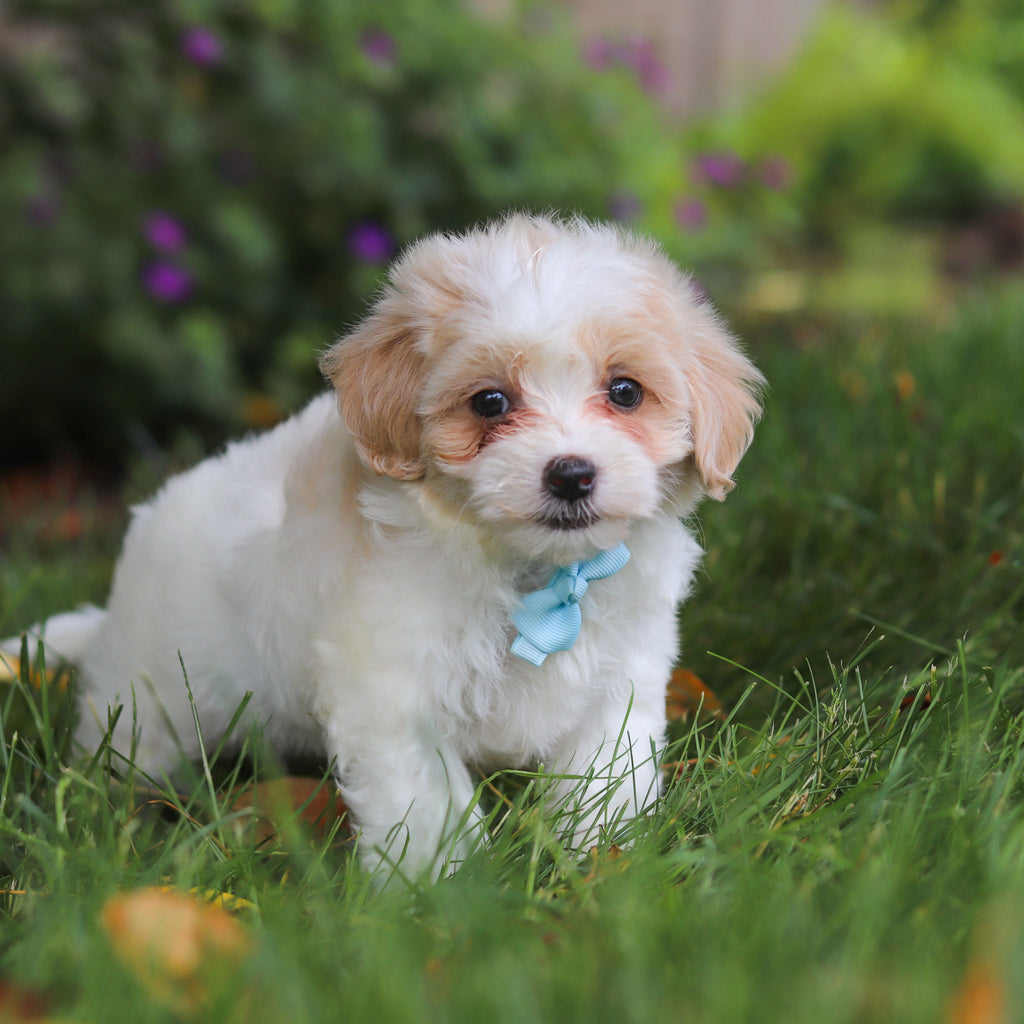 Darwin - Available 6/11