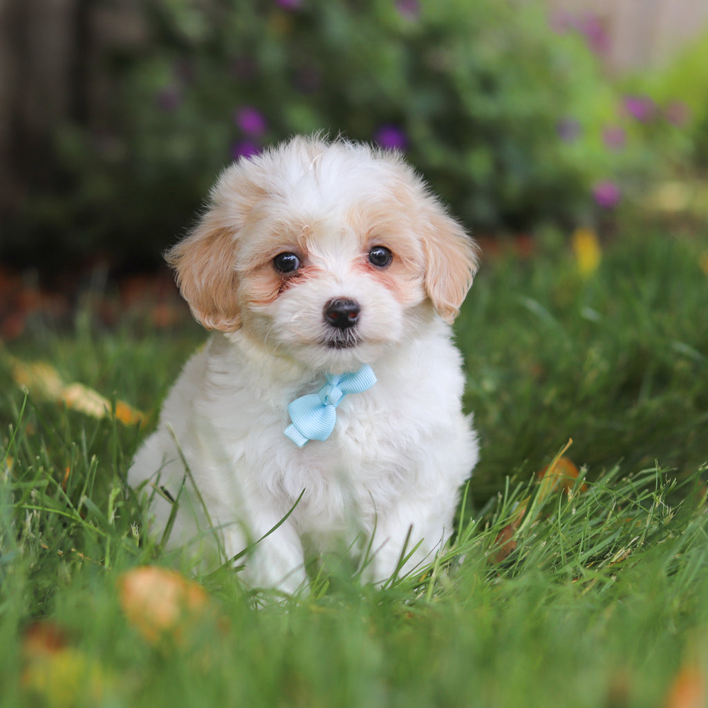 Darwin - Available 6/11