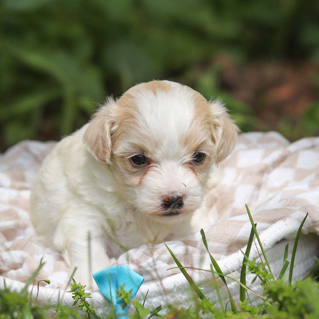 Darwin - Available 6/11