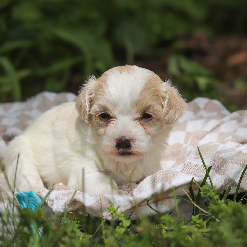 Darwin - Available 6/11